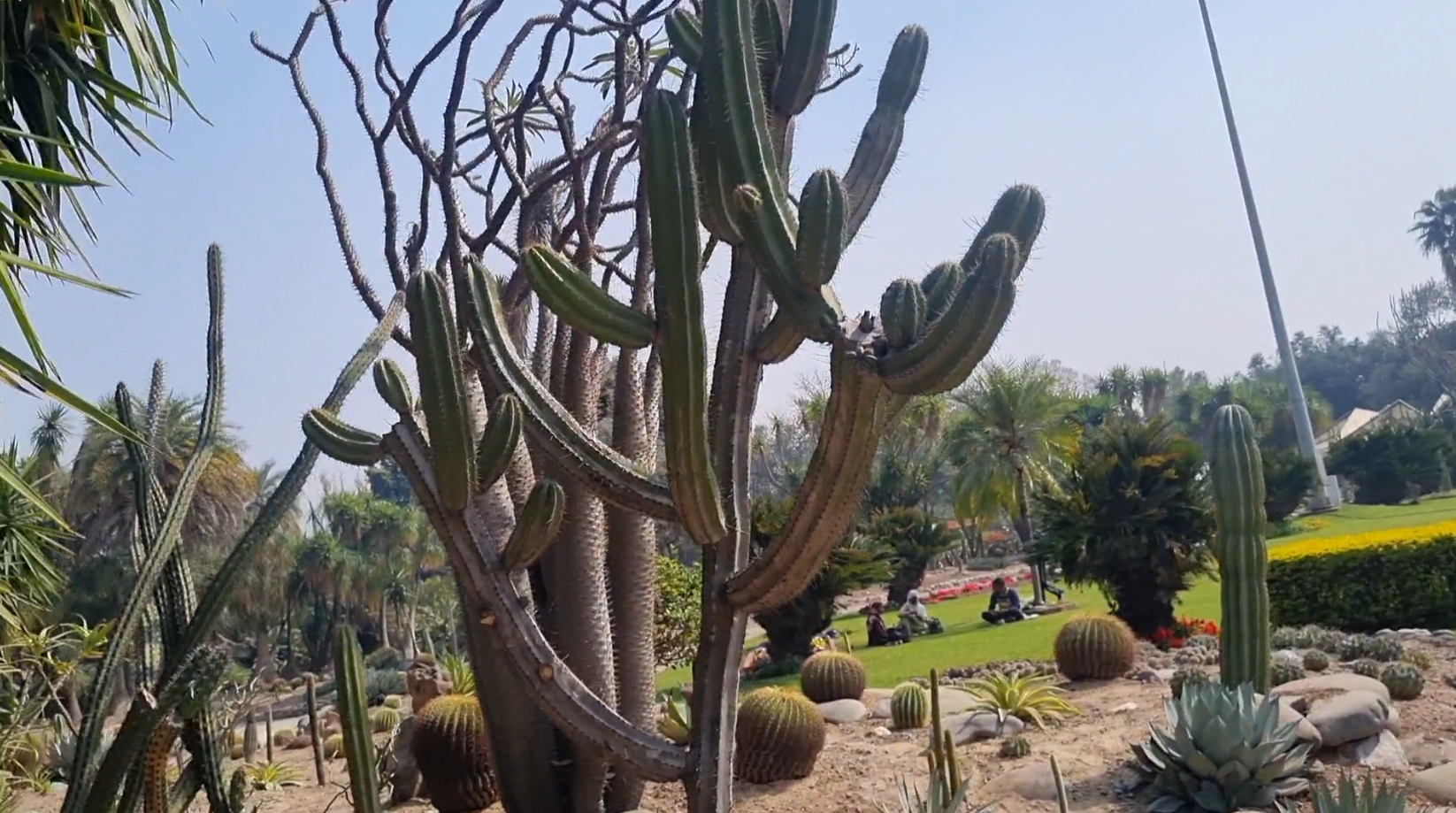 panchkula-is-now-home-to-asias-largest-cactus-garden-featuring-over-1500-varieties-of-cacti-including-a-28-foot-tall-cactus