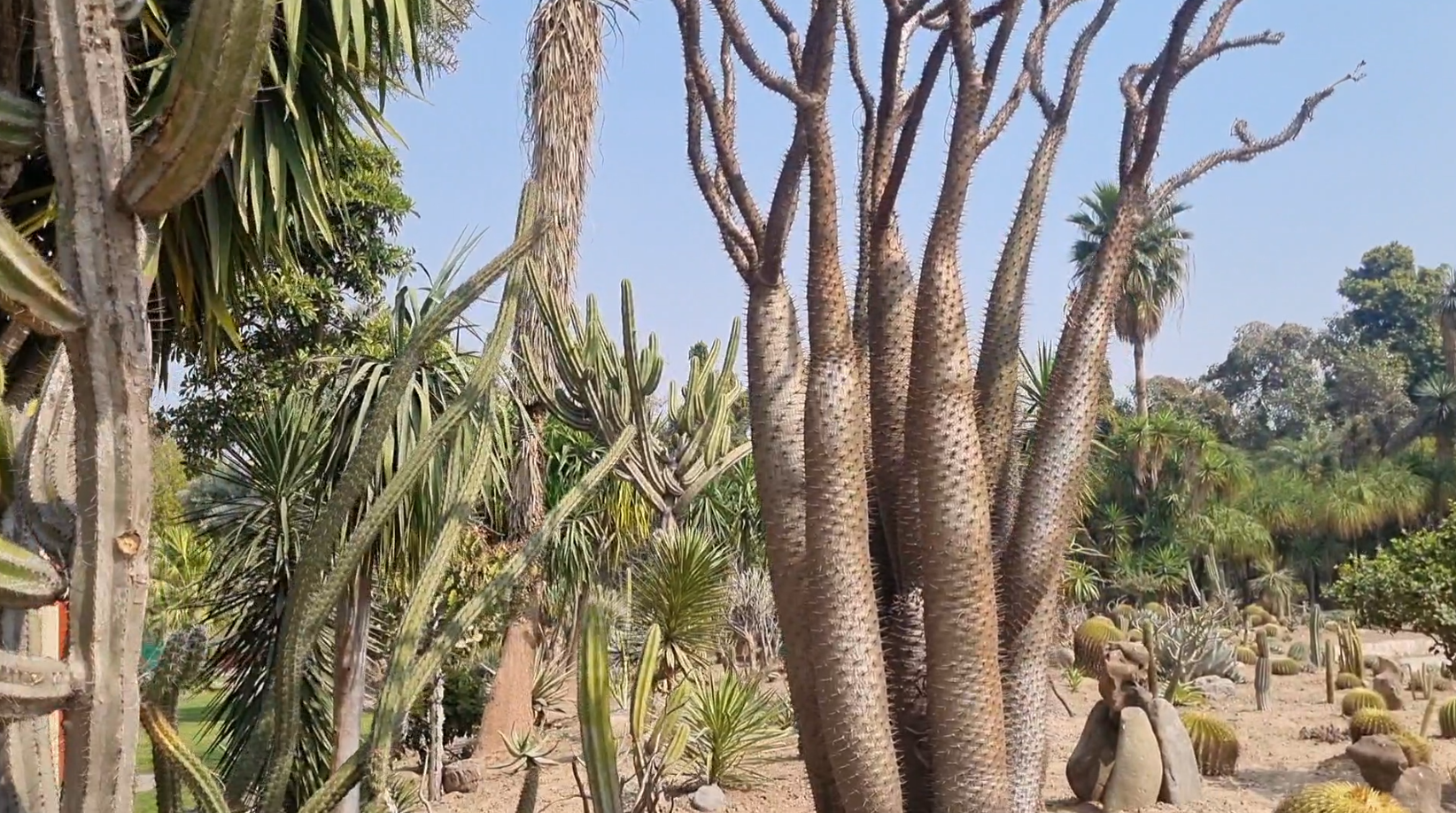 panchkula-is-now-home-to-asias-largest-cactus-garden-featuring-over-1500-varieties-of-cacti-including-a-28-foot-tall-cactus