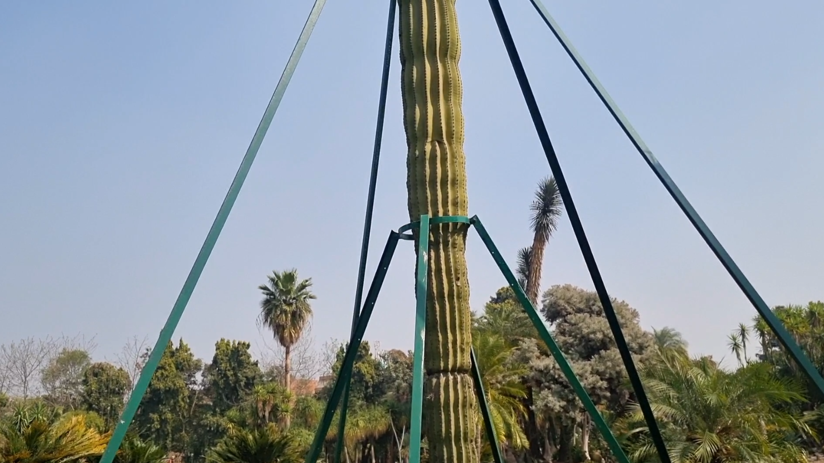 panchkula-is-now-home-to-asias-largest-cactus-garden-featuring-over-1500-varieties-of-cacti-including-a-28-foot-tall-cactus