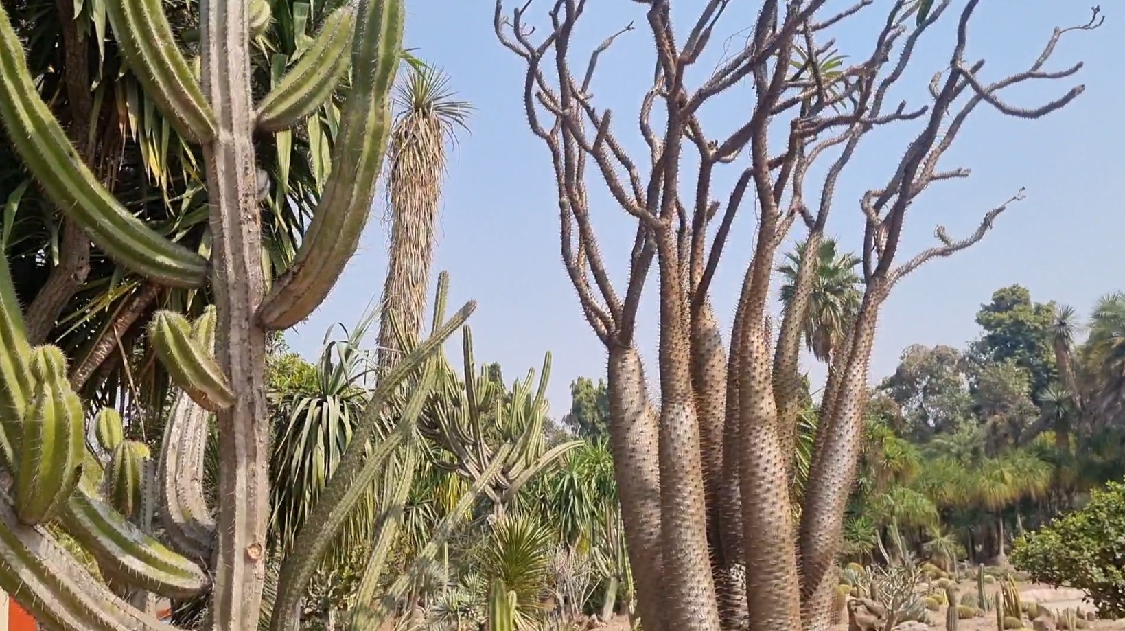 Panchkula’s National Cactus Garden To Reopen In March With 28-Foot Mexican Variety, 1,500 Rare Species