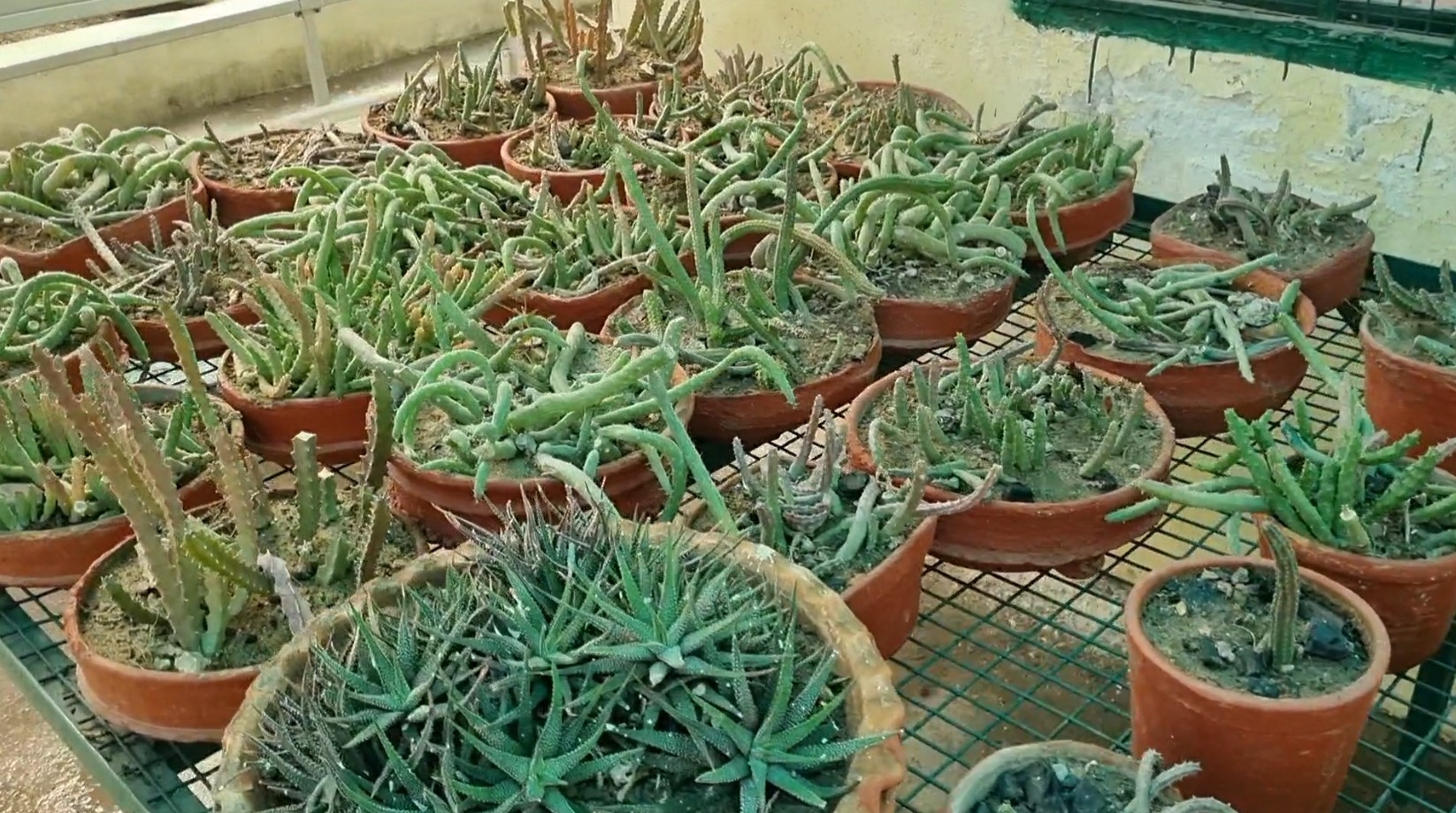 Panchkula’s National Cactus Garden To Reopen In March With 28-Foot Mexican Variety, 1,500 Rare Species