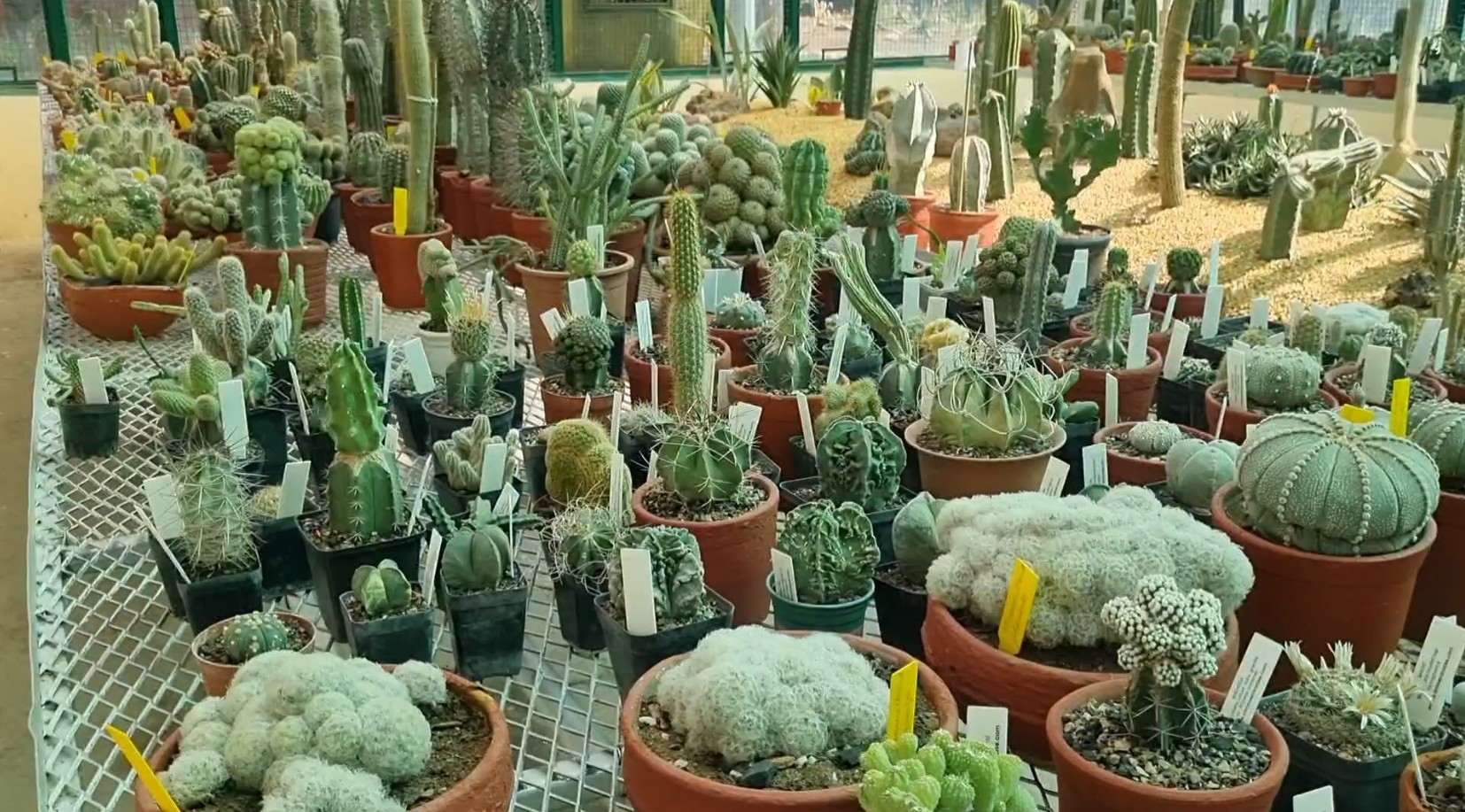 Panchkula’s National Cactus Garden To Reopen In March With 28-Foot Mexican Variety, 1,500 Rare Species