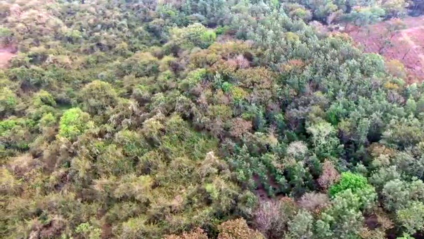 Forest seen on drone camera