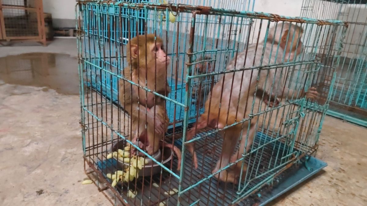 KARNAL PAWAN ANIMAL RESCUE HERO