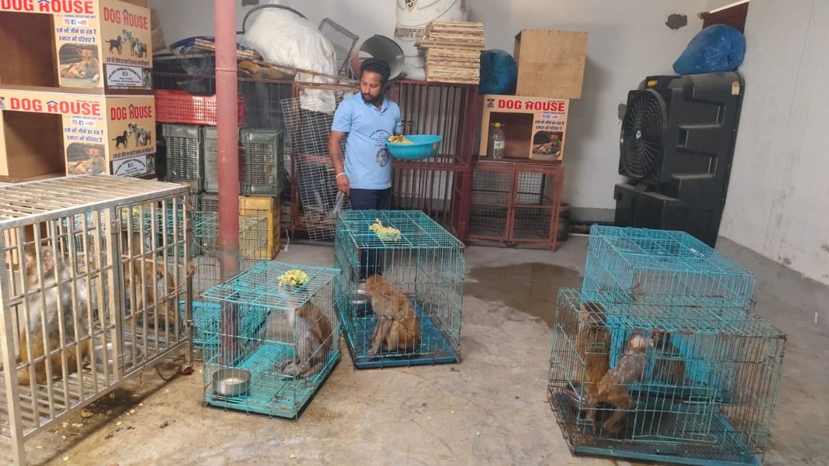 KARNAL PAWAN ANIMAL RESCUE HERO