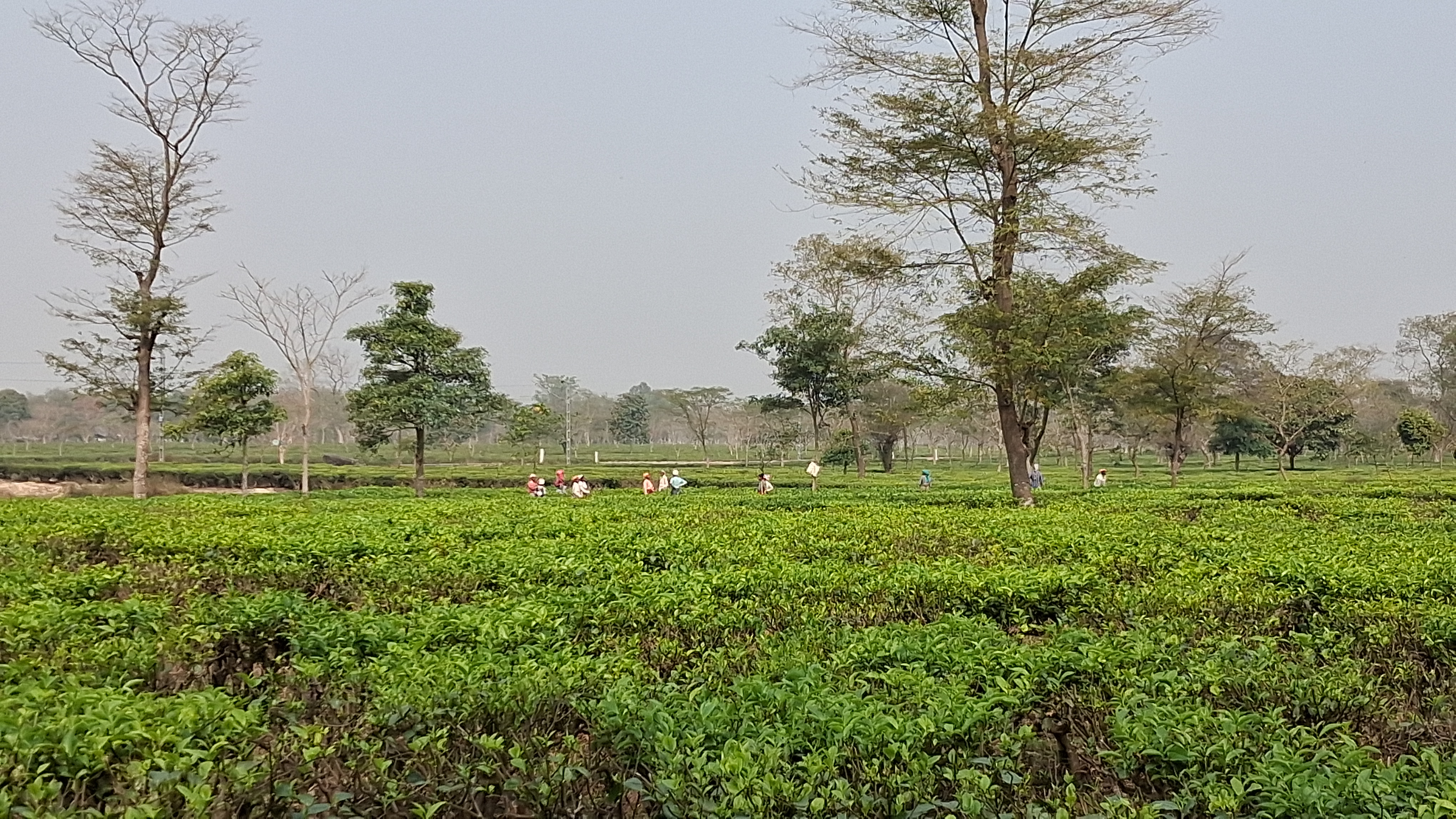 Durrung Tea Estate