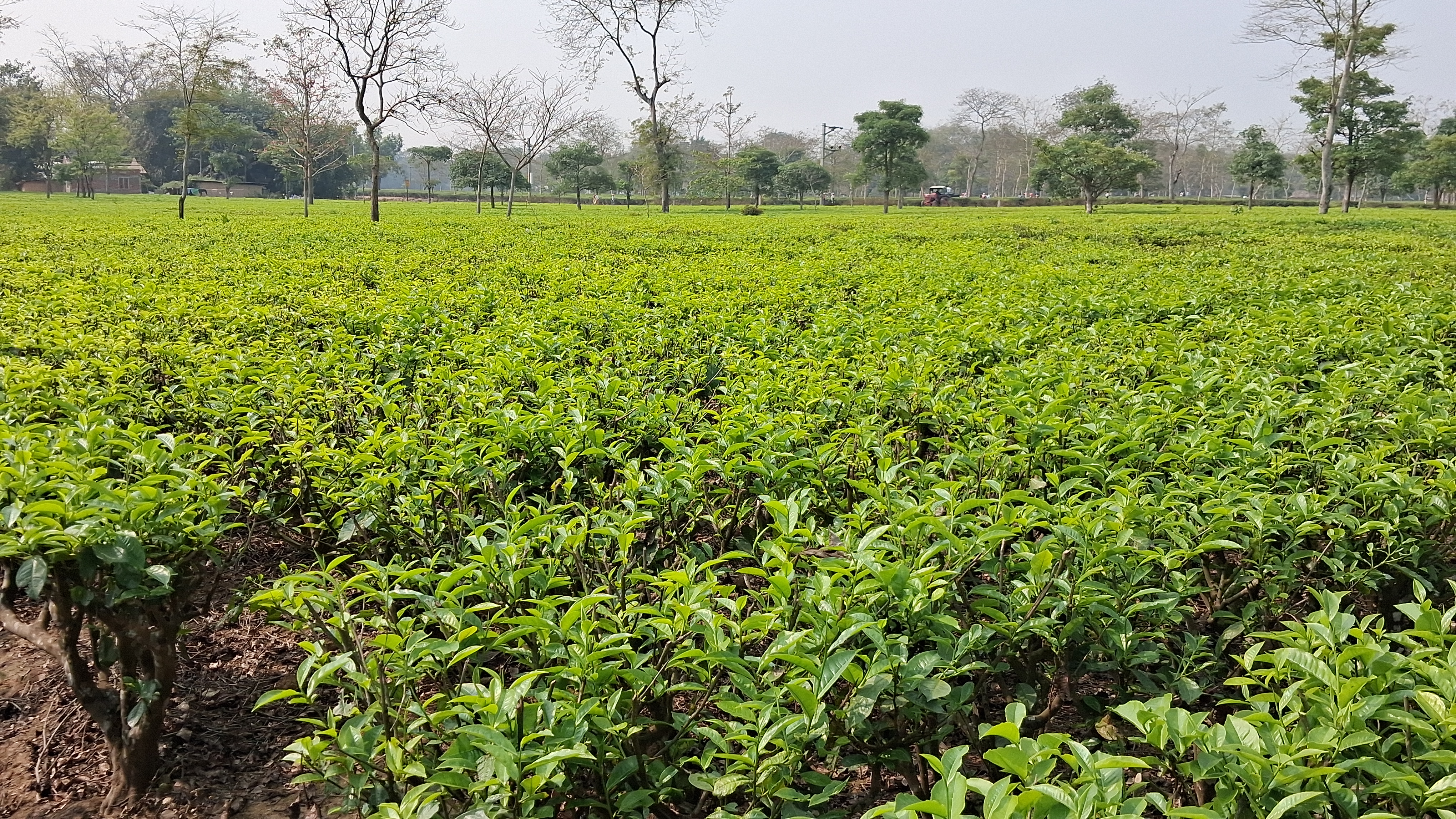 Durrung Tea Estate