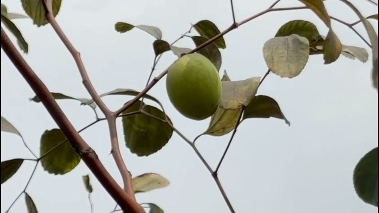 apple shaped sweet plum