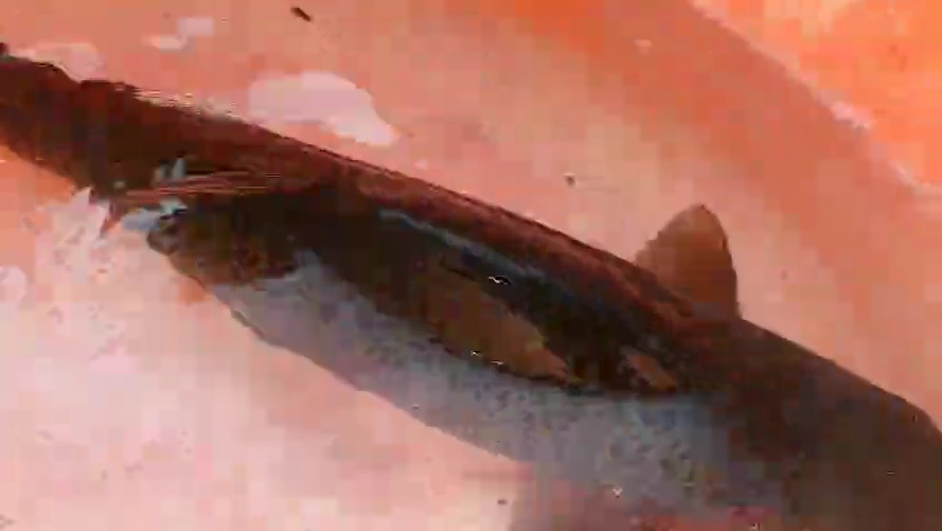 water scarcity poses serious challenges to the Fisheries sector in Kashmir