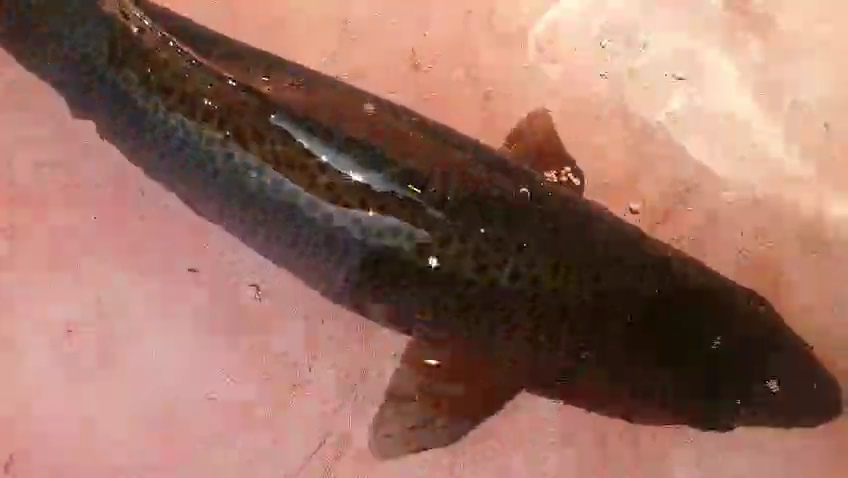 water scarcity poses serious challenges to the Fisheries sector in Kashmir