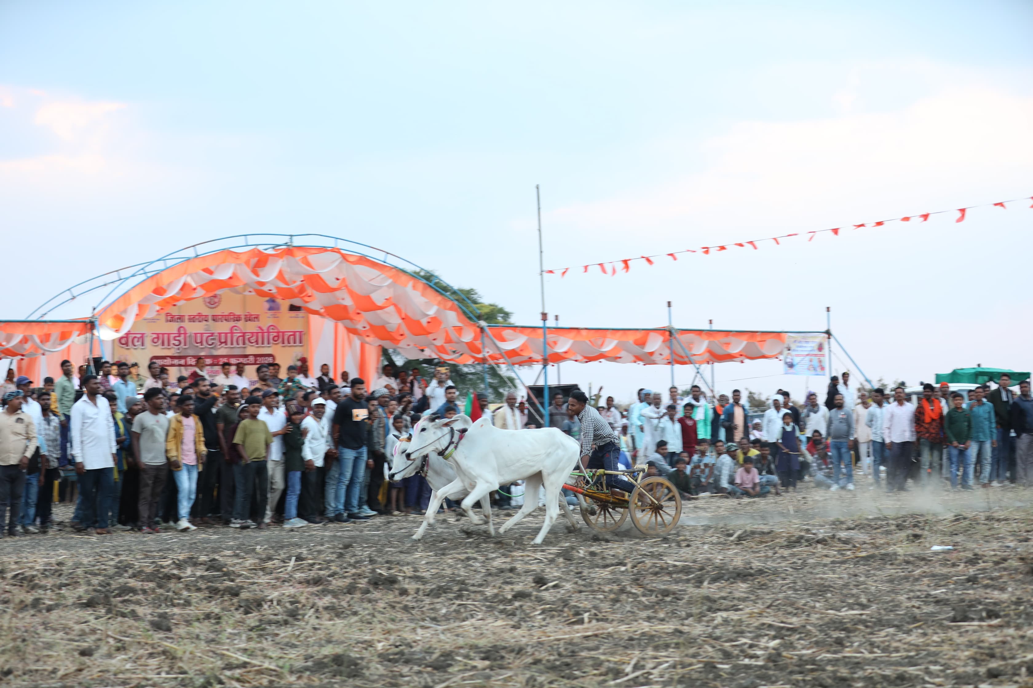 Chhindwara bullock cart race competition
