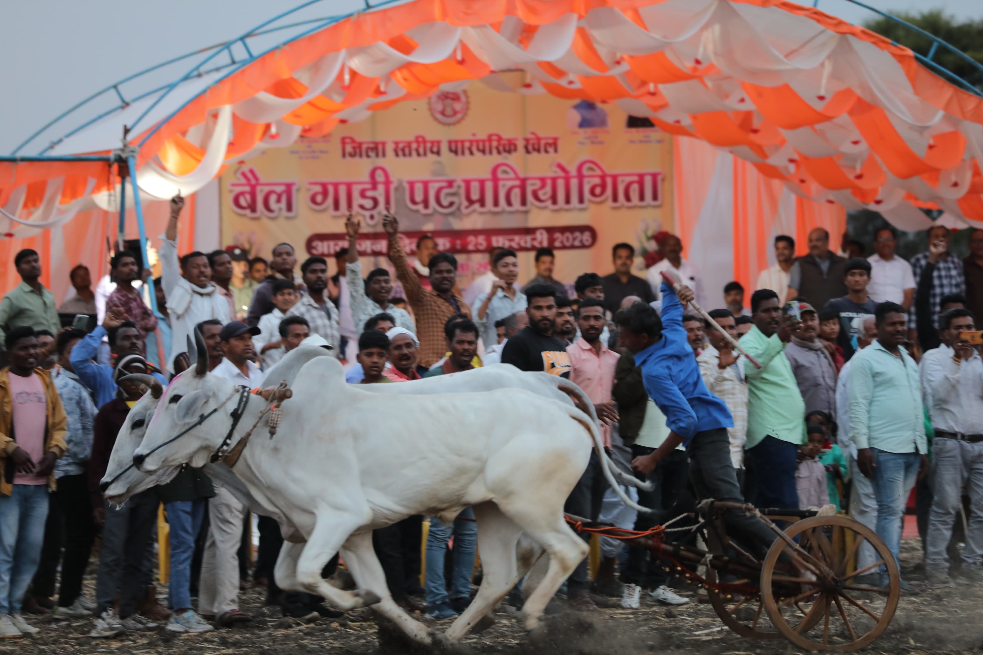Chhindwara Bullock Cart Race competition
