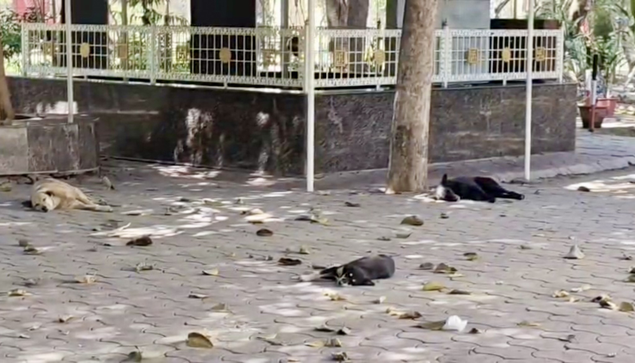 JIWAJI UNIVERSITY DOGS FEEDING BAN