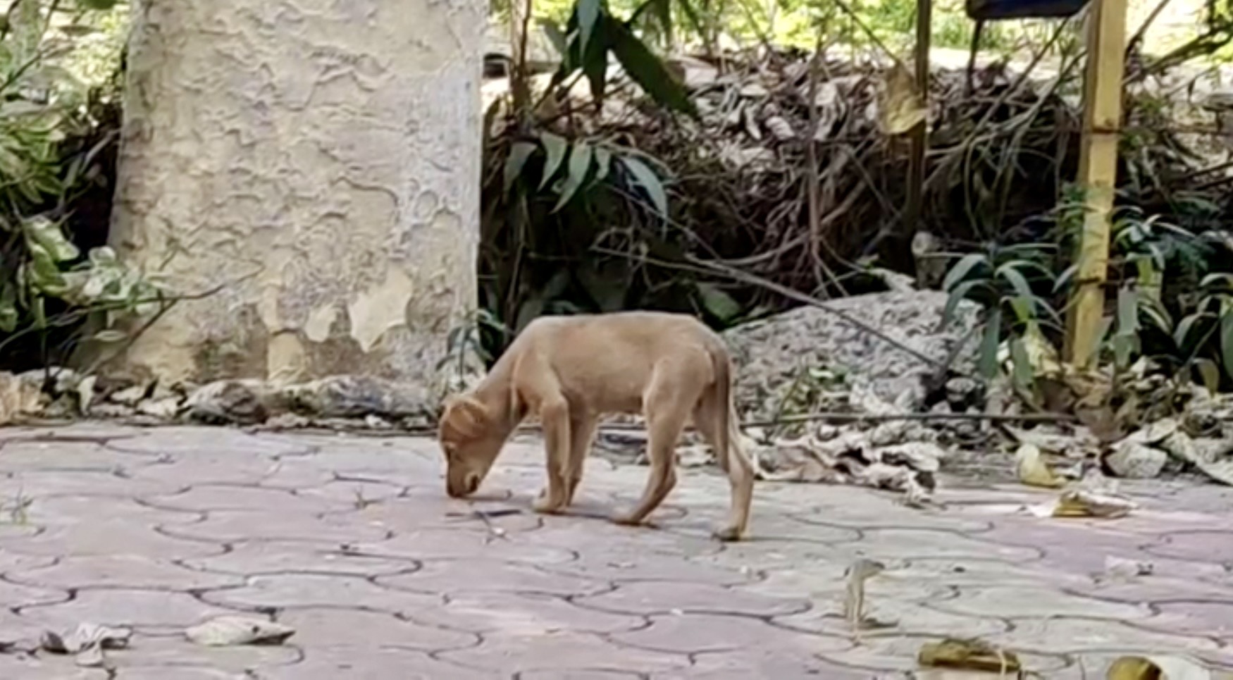JIWAJI UNIVERSITY DOGS FEEDING BAN