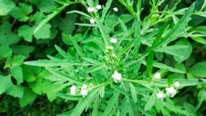 GAJAR GHAS VILLAIN FOR CROP ANIMAL