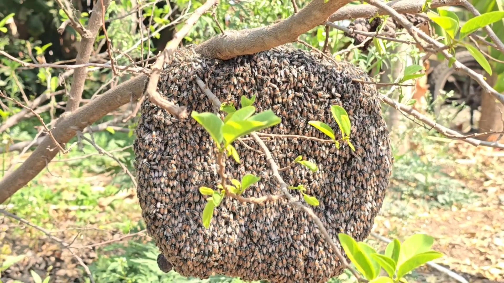 Bees die due to pesticide spraying