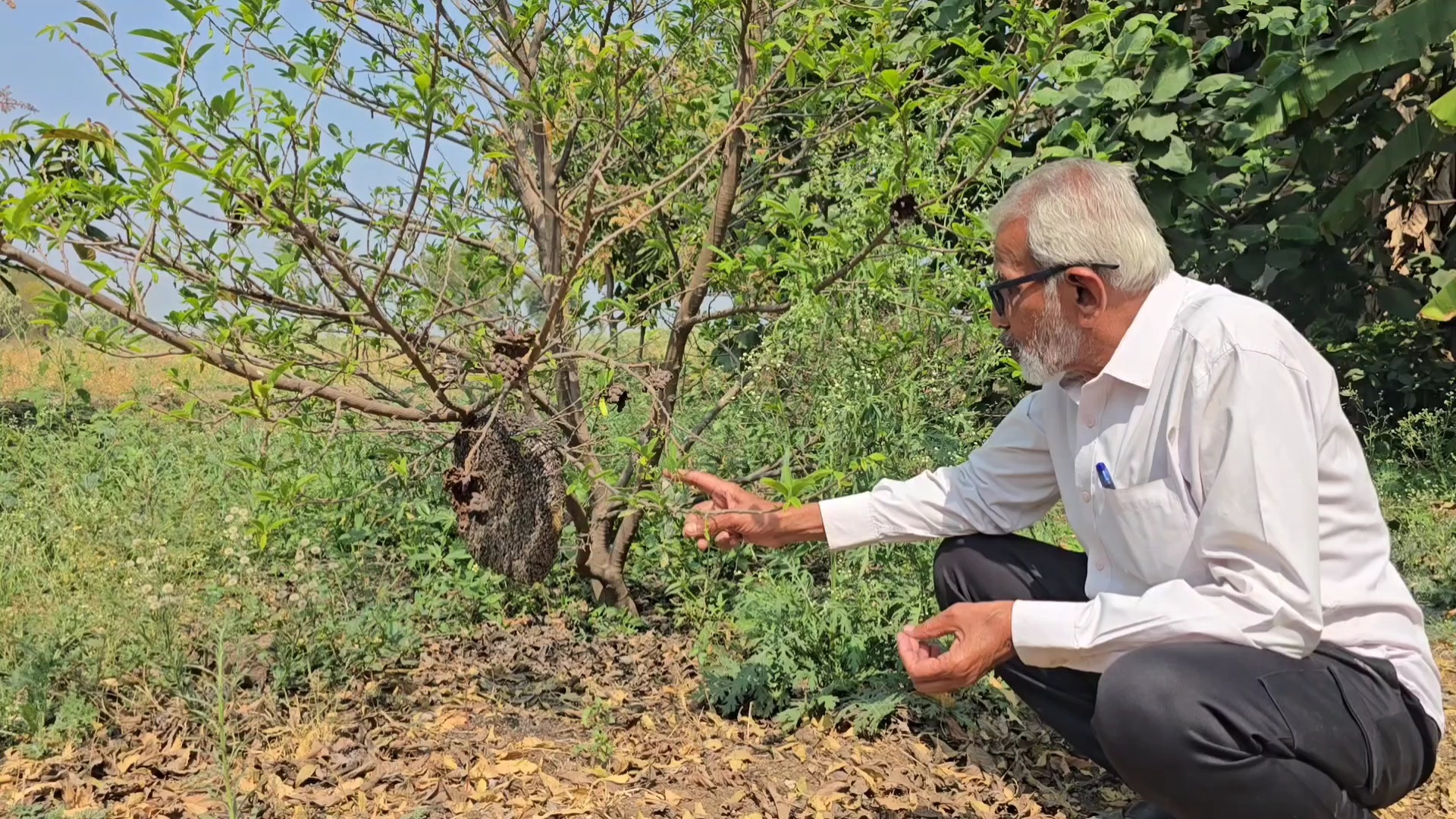 Bees die due to pesticide spraying