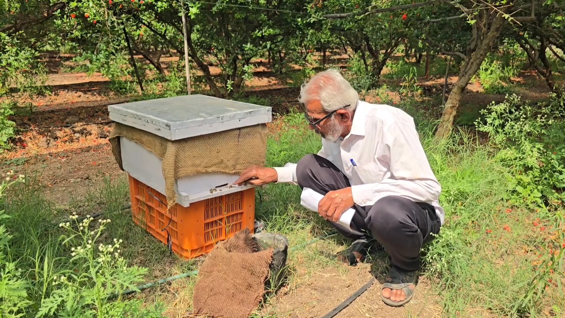 Bees die due to pesticide spraying