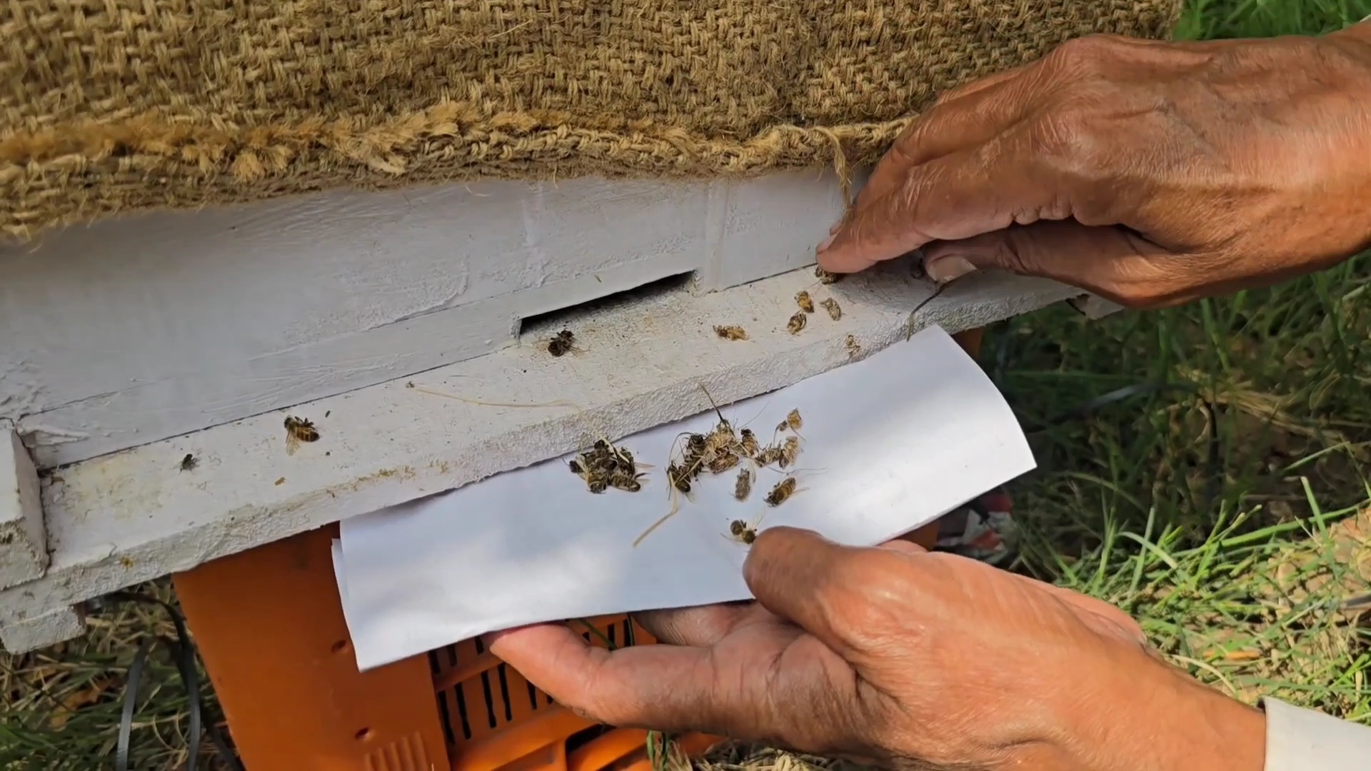 Bees die due to pesticide spraying