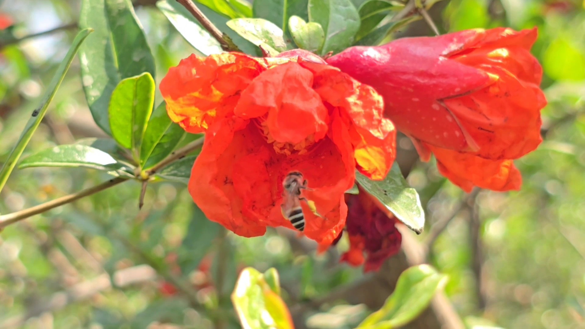 Bees die due to pesticide spraying