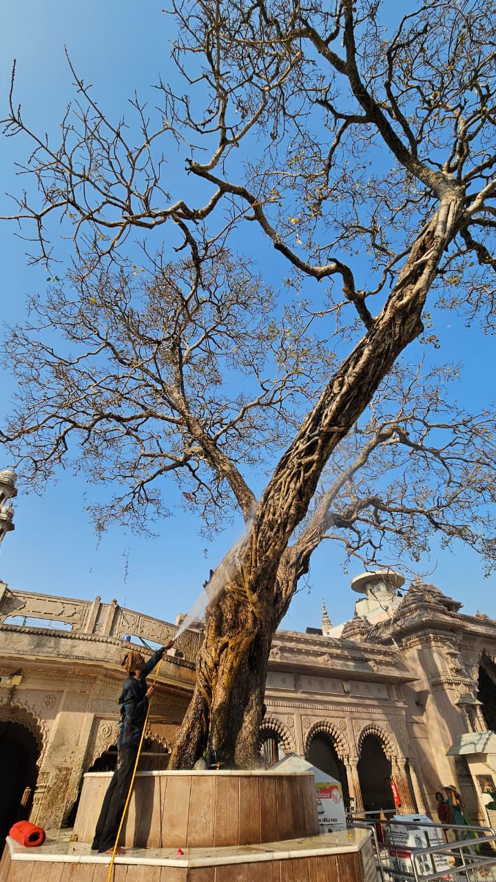 7 old ancient trees varanasi connection kashi vishwanath sankatmochan ravivas mandir story