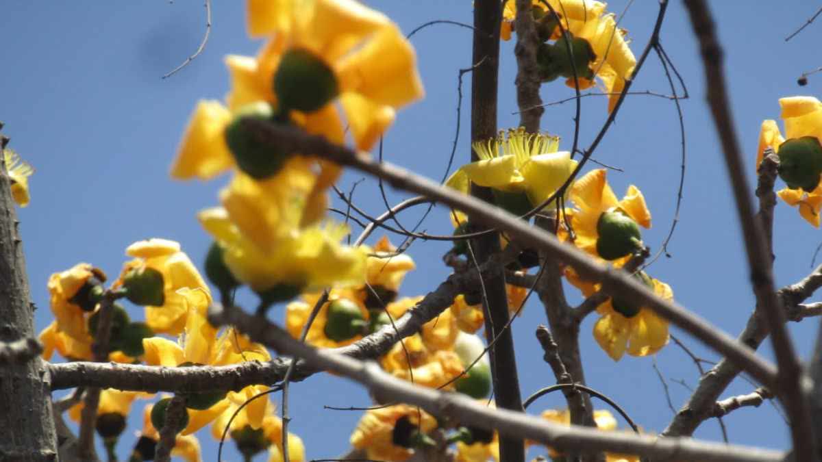 PANNA FOUND YELLOW SEMAL TREE