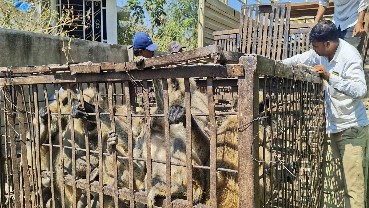 Monkey Whisperers Of Maharashtra
