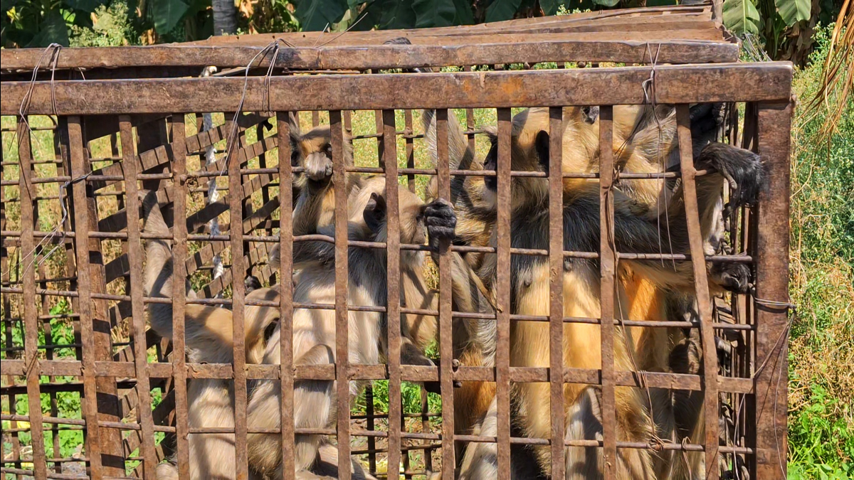 Monkey Whisperers Of Maharashtra
