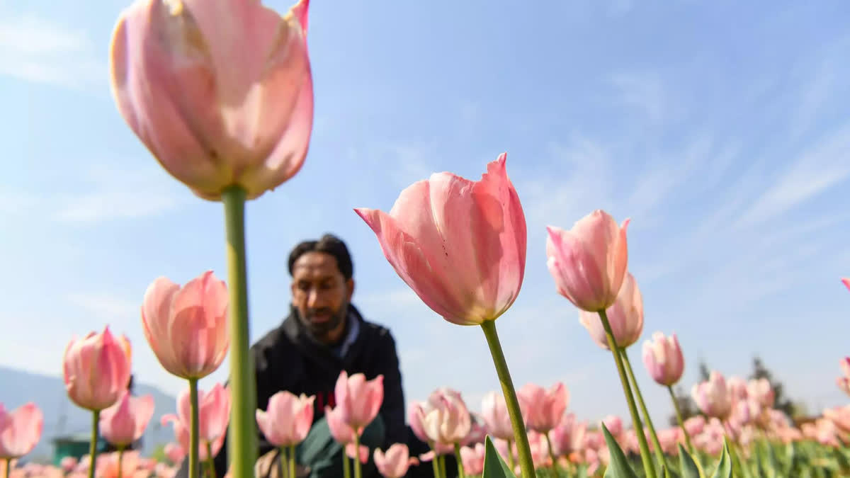 ASIAS LARGEST TULIP GARDEN