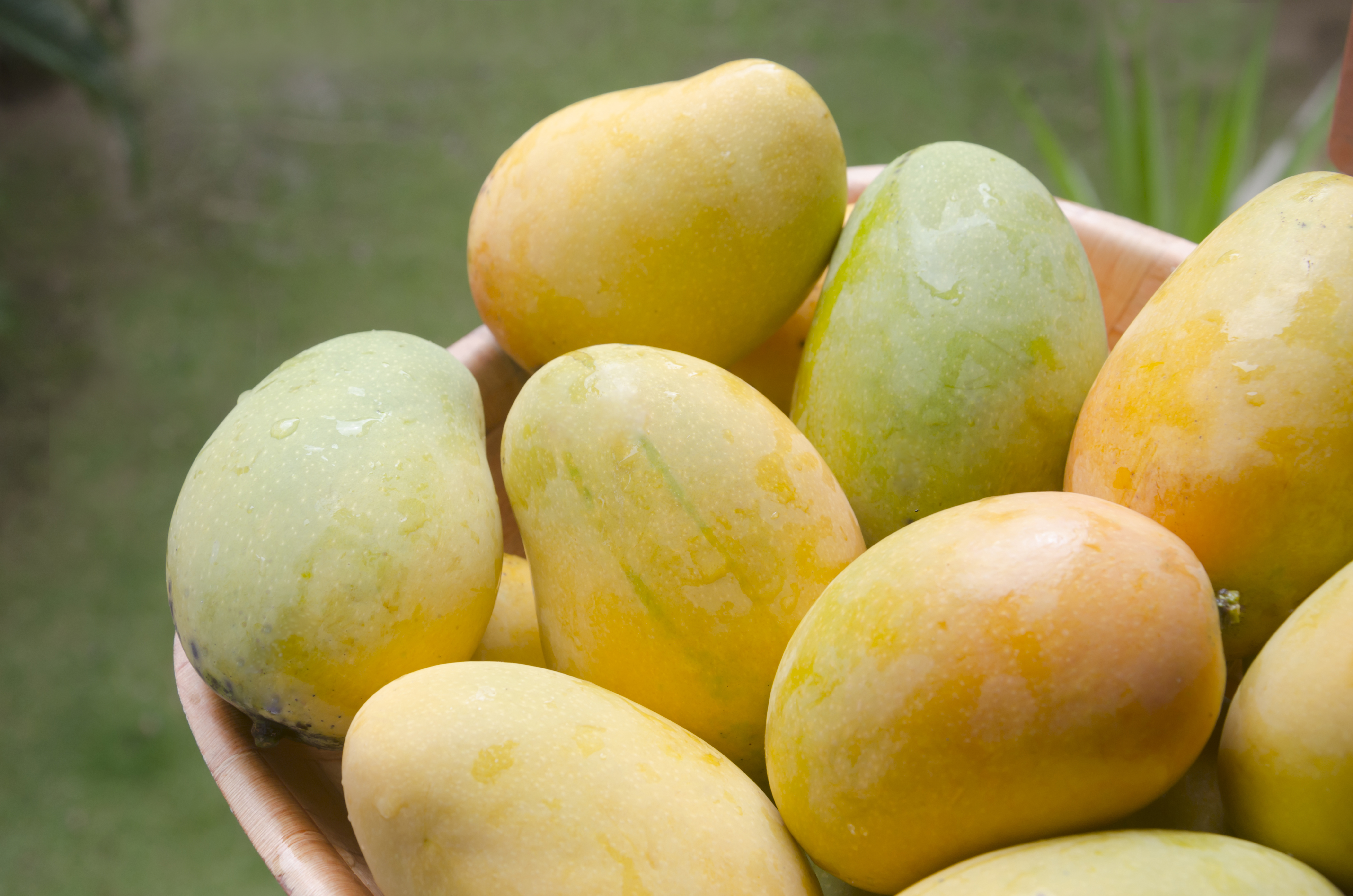 NUTRITIONAL BENEFITS OF MANGOES  HEALTH BENEFITS OF MANGOES  HEALTH BENEFITS AAMBA