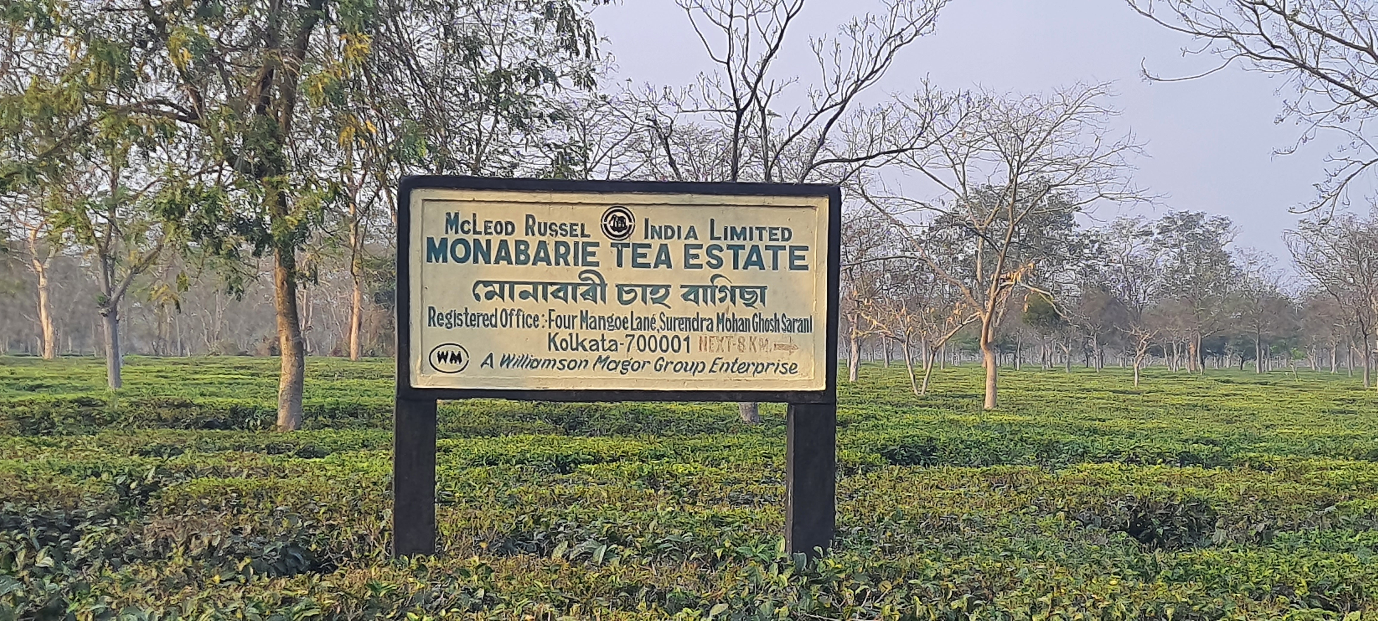 Monabarie Tea Estate