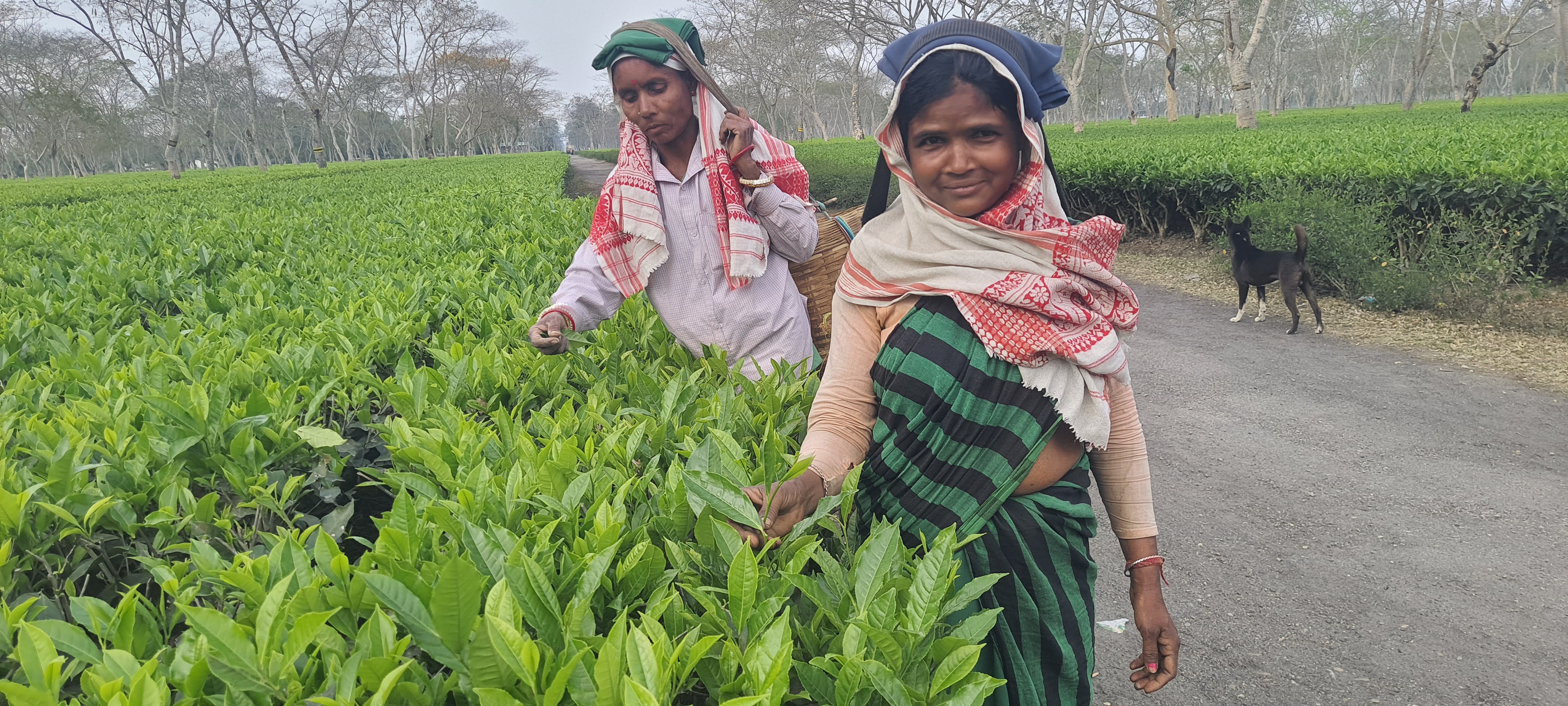 Monabarie Tea Estate