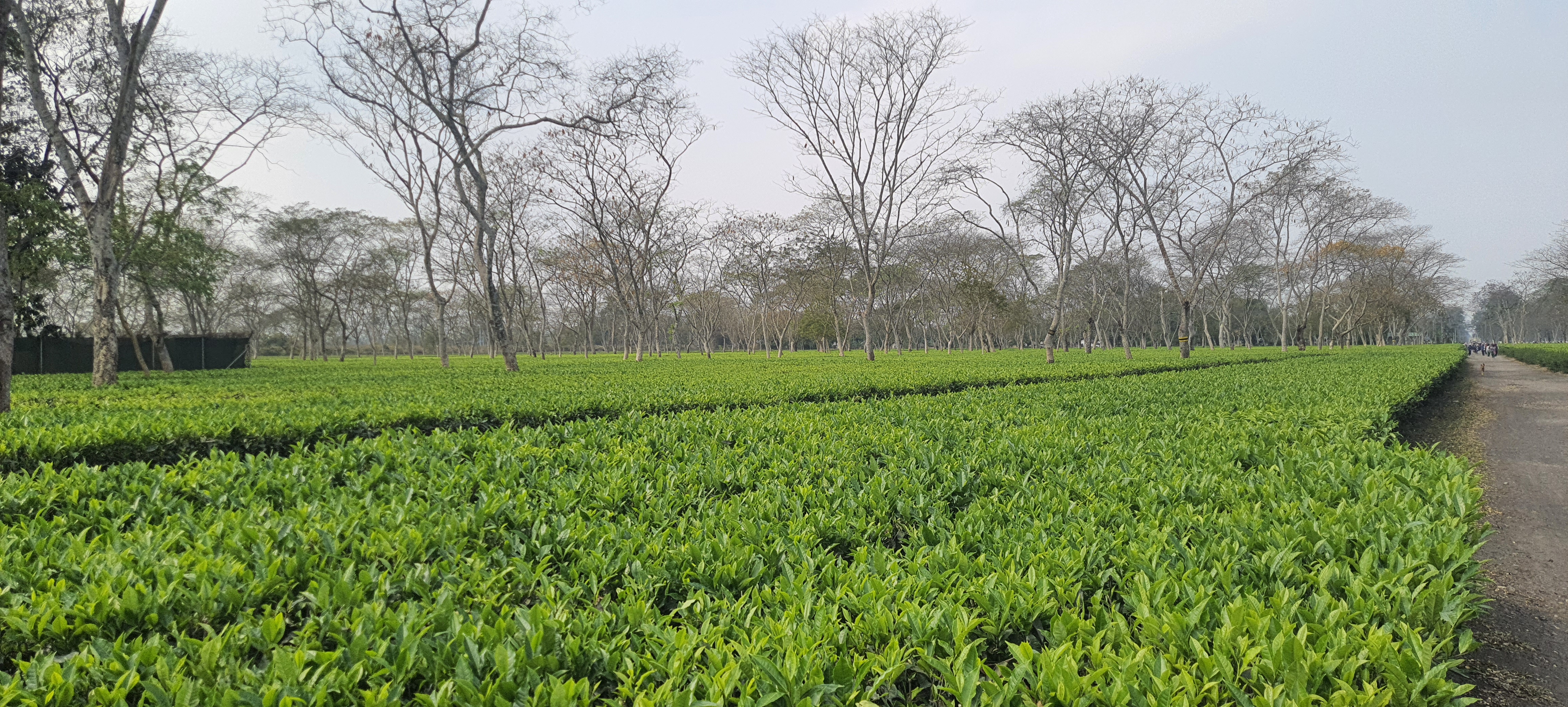 Monabarie Tea Estate