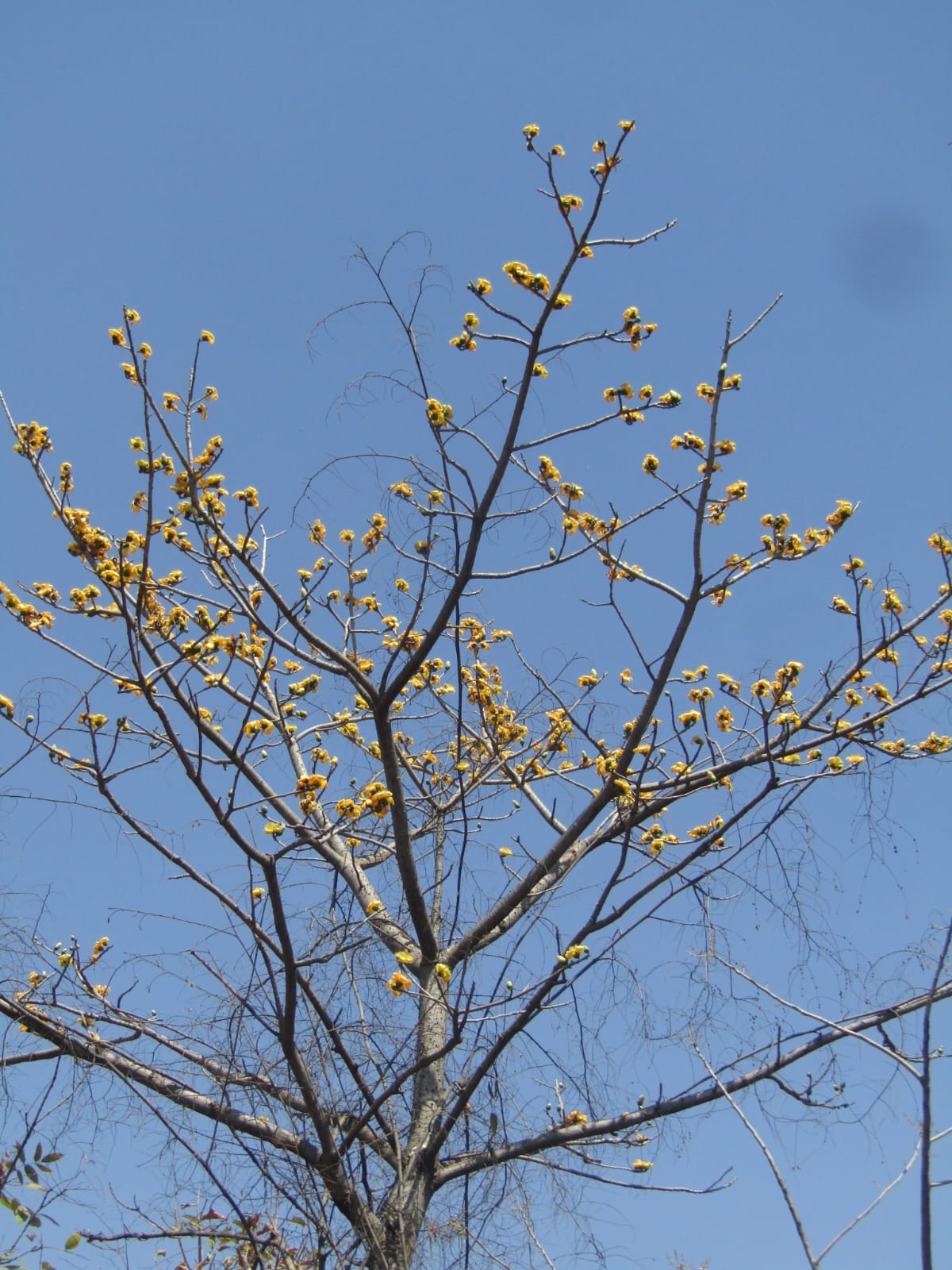 Panna found yellow Semal tree