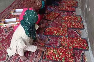 STRAWBERRY FARMING SONIPAT