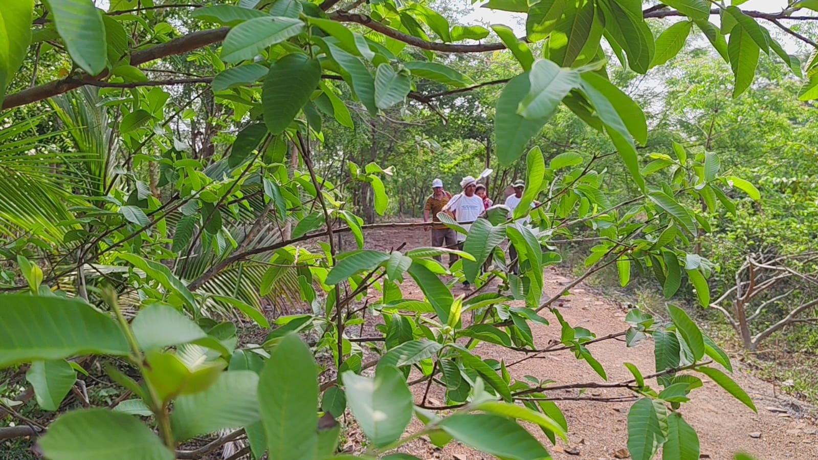 Not All Heroes Wear Capes, Some Like The Odisha Teacher Carry Seed Balls & Paint Barren Mountains Green