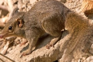 SOUTH ASIAN TREESHREWS