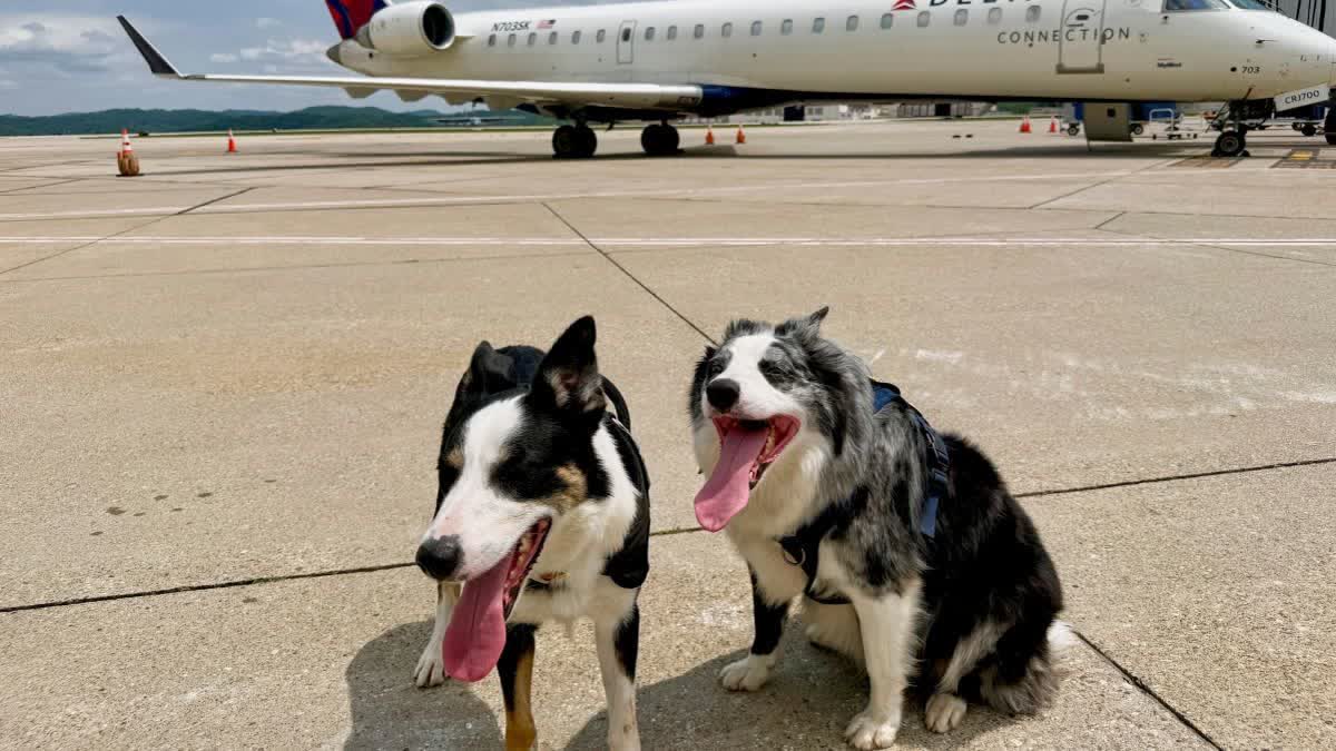 DOGS AT US AIRPORT