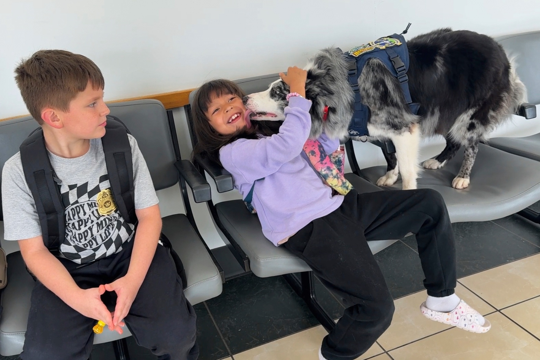 DOGS AT US AIRPORT
