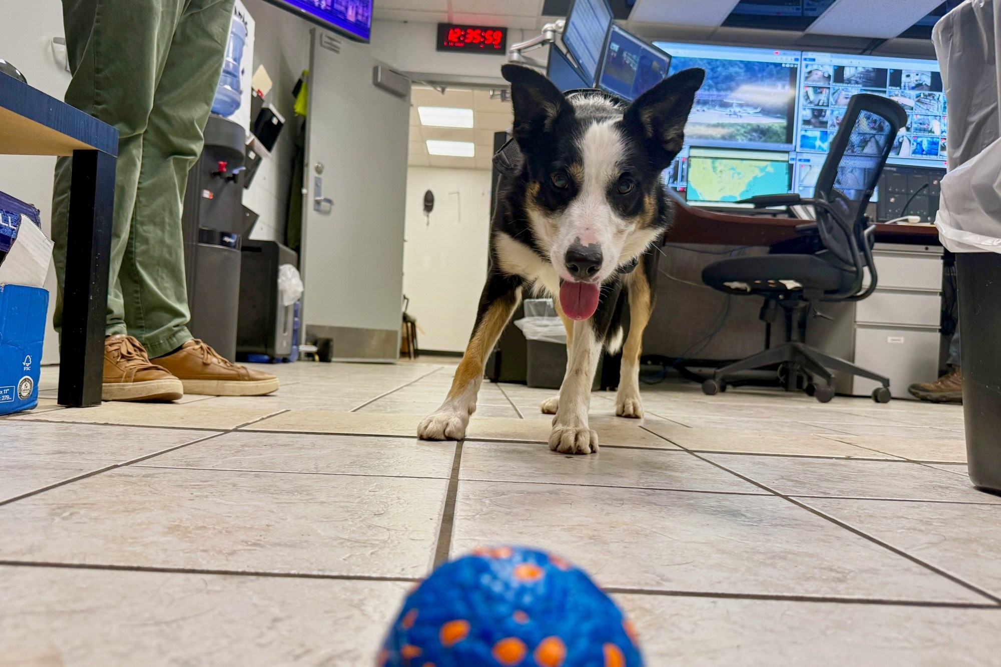DOGS AT US AIRPORT