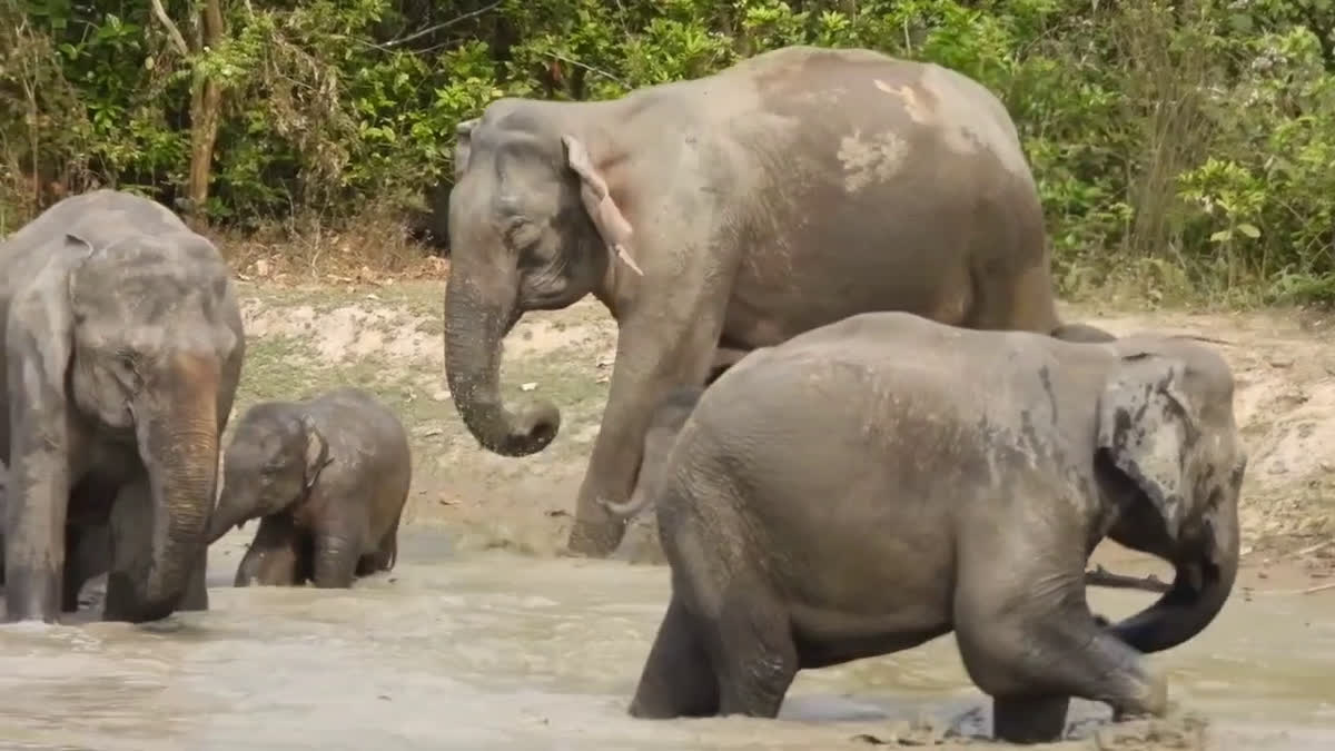 Corbett Tiger Reserve