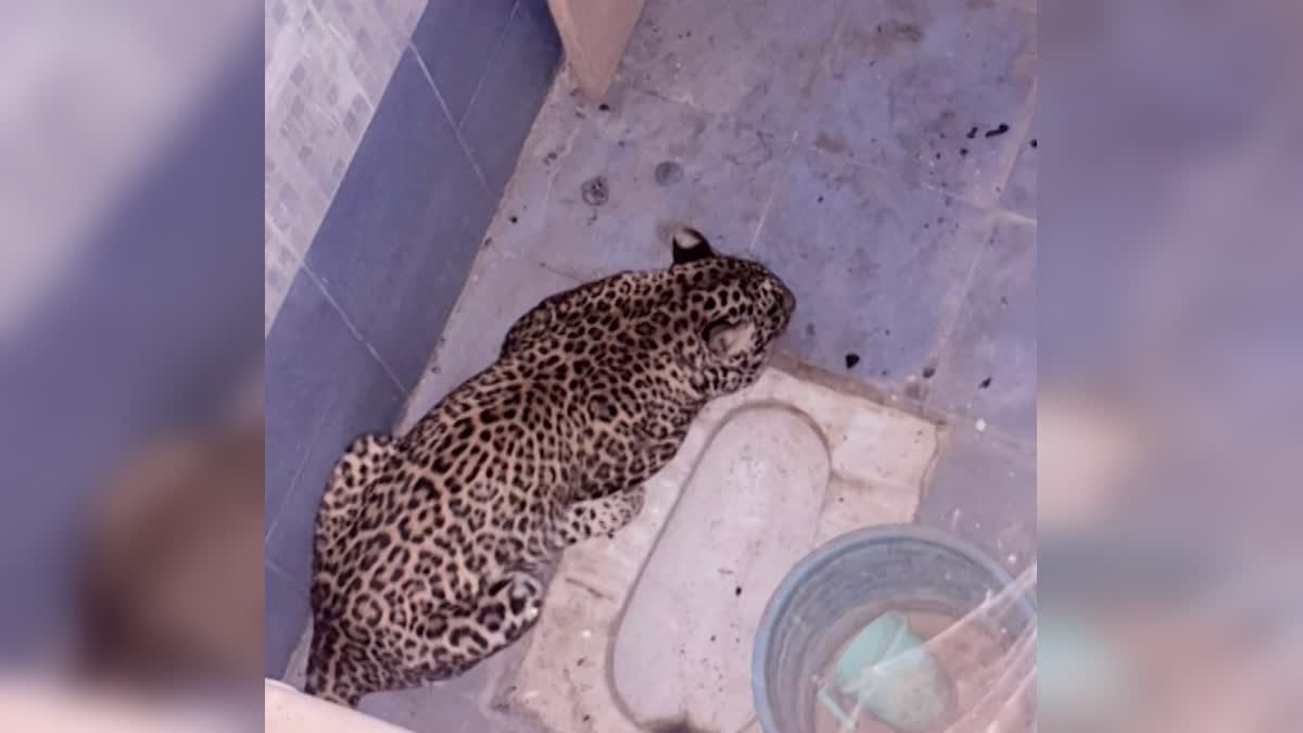 Leopard_at_SV_University