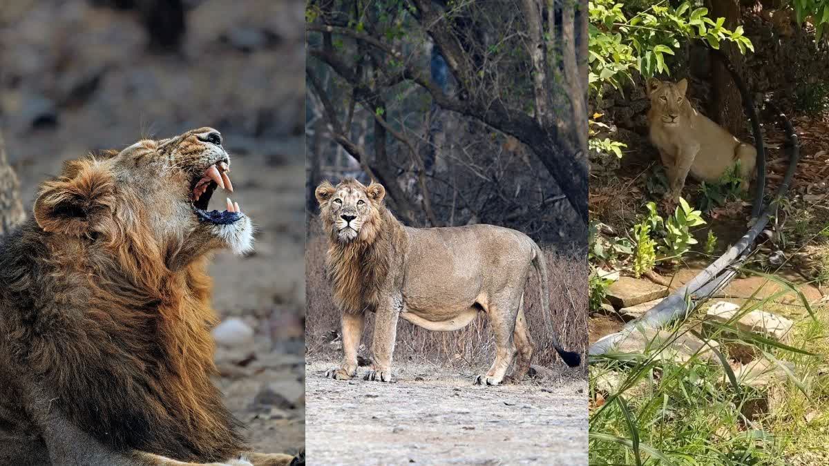 Deadly Babesia Epidemic Claims Lives Of 8 Asiatic Lions in Gir Forest