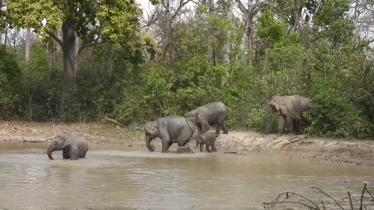 Corbett Tiger Reserve