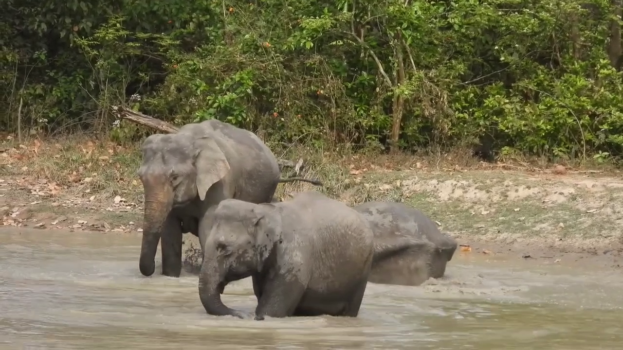 Corbett Tiger Reserve