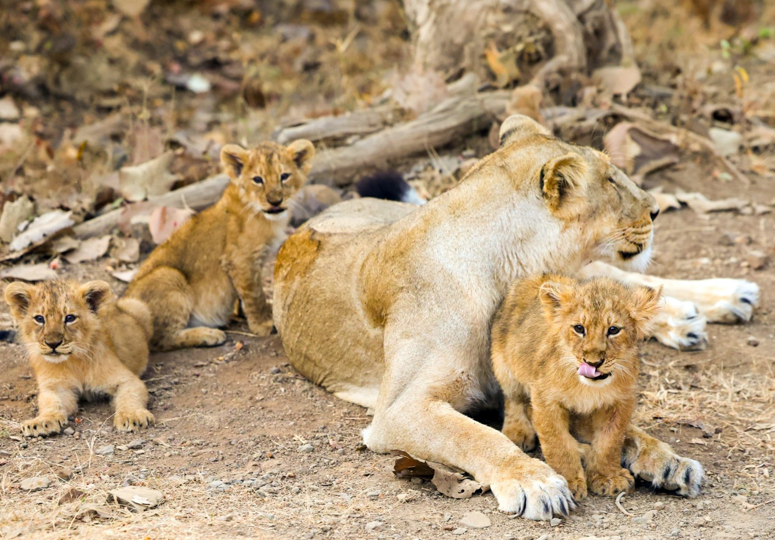 King Of The Jungle Under Threat: Suspected Babesiosis Outbreak Kills Eight Lions In Gujarat's Gir