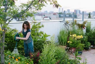 Summer Growing Plants
