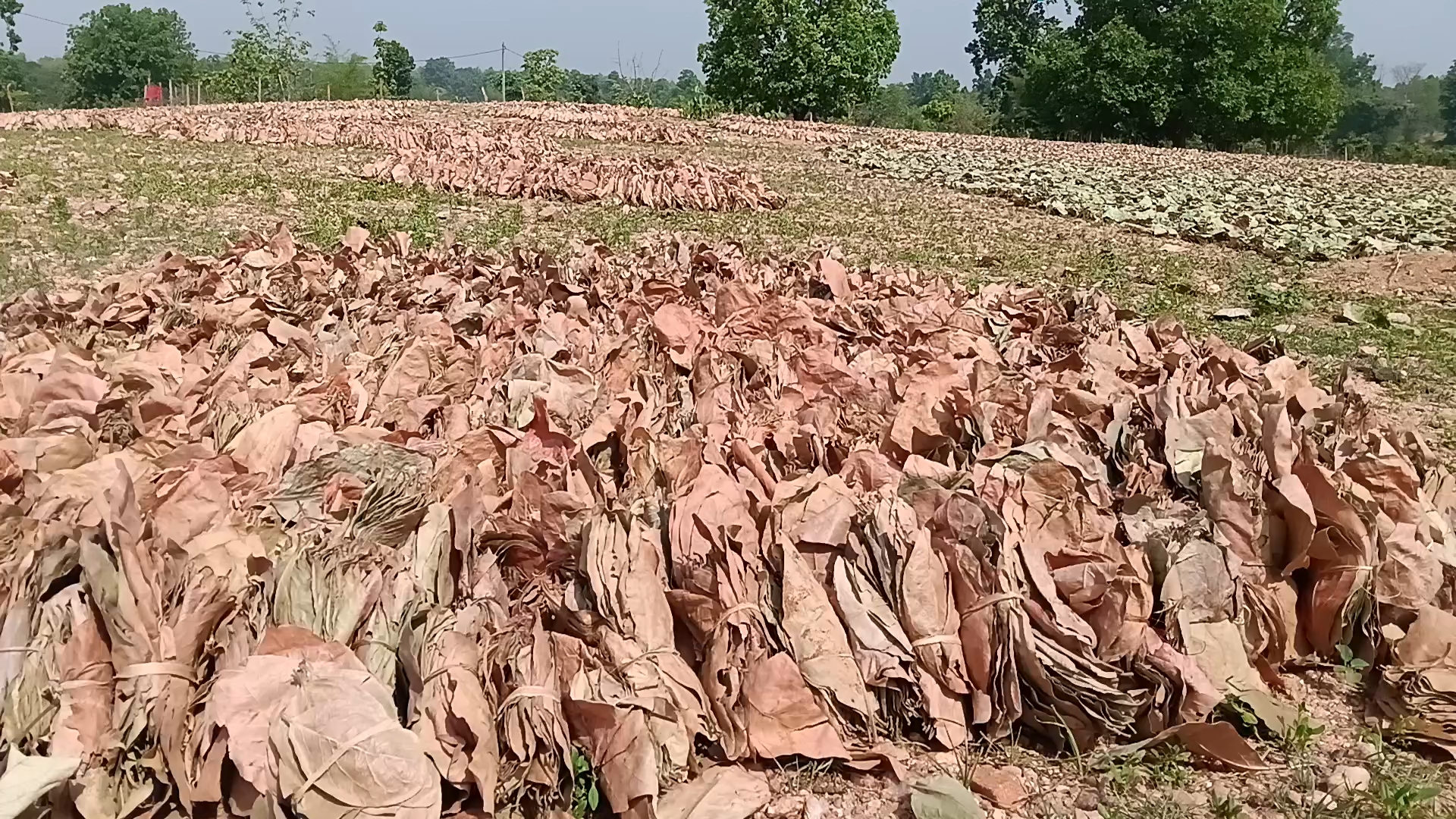 Illegal Harvesting Leaves in Palamu