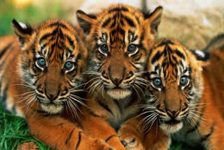 SIDHI SANJAY RESERVE TIGRESS VIDEO