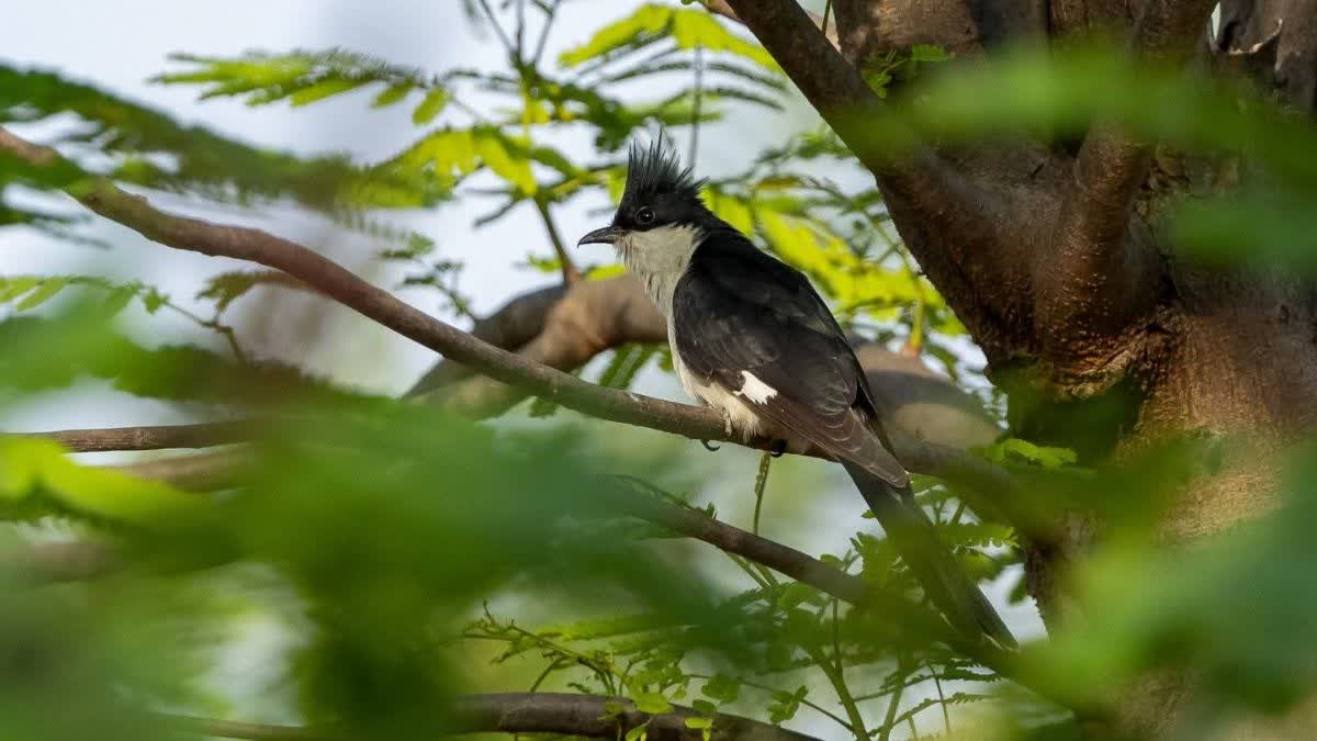 MP JACOBIN CUCKOO BIRD SPOTTED
